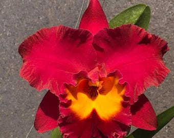 Cattleya Siam Red King 'Red Ocean' - 3.5 Inch Pots, Seedling, Fragrant orchid