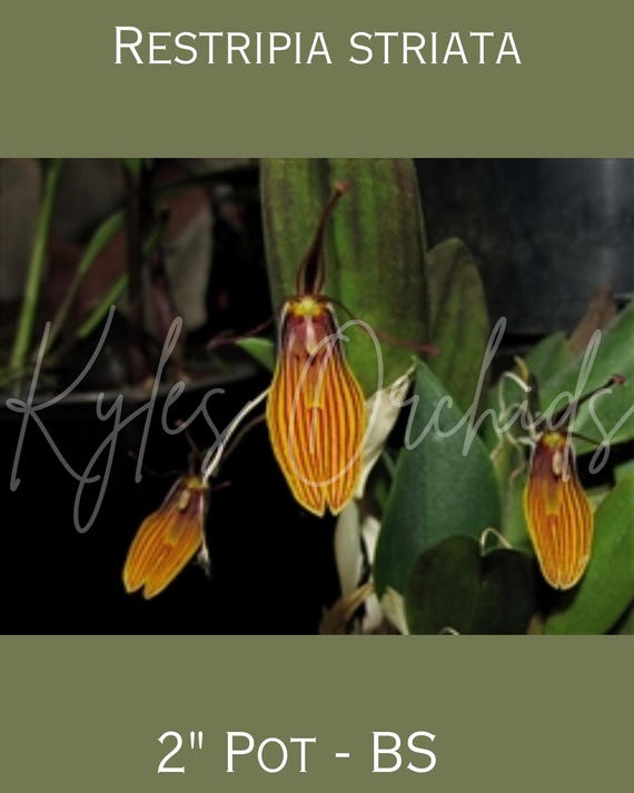 Restrepia Striata orchid, 2 Inch Terracotta Pots, Miniature, true species, blooming size
