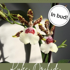 May include: Oncidium Pacific Bingo orchid plant with two open flowers and several buds. The flowers have cream-colored petals with dark maroon spots, a white lip, and a central red pattern. Text reads Oncidium Pacific Bingo, In bud!, and Kyles Orchids.
