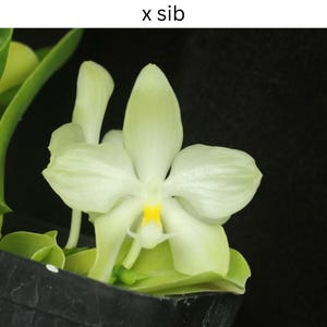 Phalaenopsis micholitzii- True Species, Established Seedling, Fragrant, Uncommon