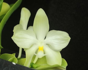 Phalaenopsis micholitzii- True Species, Established Seedling, Fragrant, Uncommon