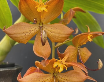 Cycnoches William Clark Orchid, 3.5 Inch Pots, Uncommon, The Swan Orchid