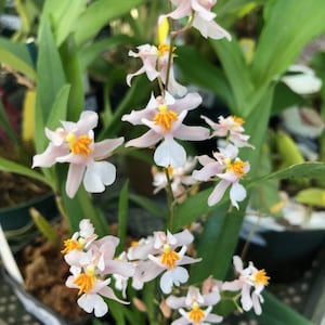 Oncidium Tsiku Marguerite Orchid – Mini Fragrant Orchid in 2&quot; Pot, Multi-Spike Blooming Size