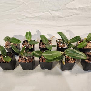 Rhynchostylis Gigantea (Spotted) Orchid-3&quot; Pots Seedling Size-Highly Fragrant! Beginner Friendly, Quick Shipping