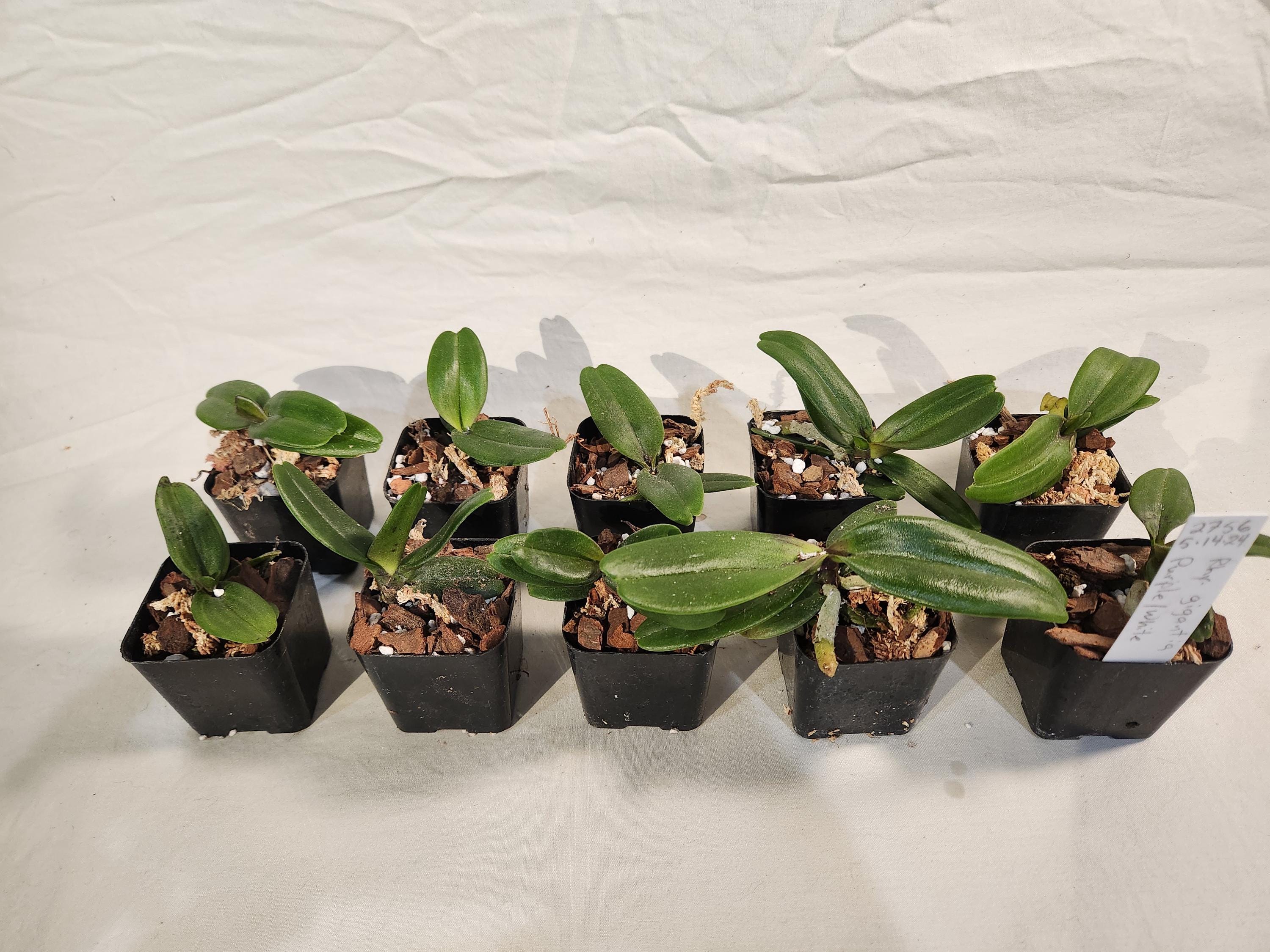 Rhynchostylis Gigantea (Spotted) Orchid-3" Pots Seedling Size-Highly Fragrant! Beginner Friendly, Quick Shipping