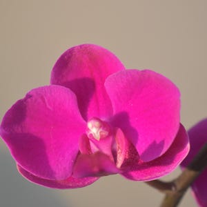 In Spike! Phalaenopsis (DTPS) Queen Beer 'Hot Pink' Orchid, Grown in 3" Pot, Miniature Phalaenopsis, Mini Phalaenopsis