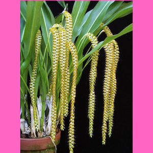 Coelogyne Magnum Orchid Grown in 4&quot; Pot, Fragrant! Large Plants, Blooming Size, Zipper Orchid, Dendrochilum Magnum, LAST ONE
