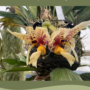 May include: A white ceramic mug with a black handle and the text "But First, Coffee" in a black, bold font. The mug is on a white surface.