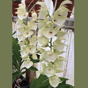 May include: A close-up of a Catasetum Pileatum orchid plant with multiple creamy white flowers. The flowers have a heart-shaped appearance with a touch of pink in the center. The text "Parent 1" is at the bottom.