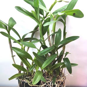 May include: Two potted orchid plants with vibrant green leaves and sturdy stems. The plants are housed in black plastic containers, revealing a dense network of light-colored, exposed roots that extend over the rims of the pots.
