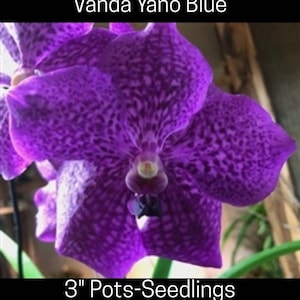 Vanda Yano Blue Orchid, 3&quot; Pots, Seedlings, Large Blooms, Purple Vanda