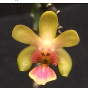 Kingidium hookerianae-Phalaenopsis Species, Established Seedling, Grown in 2" Pots, EXACT Plant*, Fragrant Tiny flowers