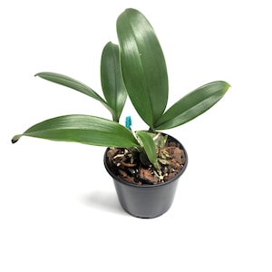 Rossioglossum ampliatum (Oncidium Type) Blooming Size, 5 Inch Pots, Uncommon image 2