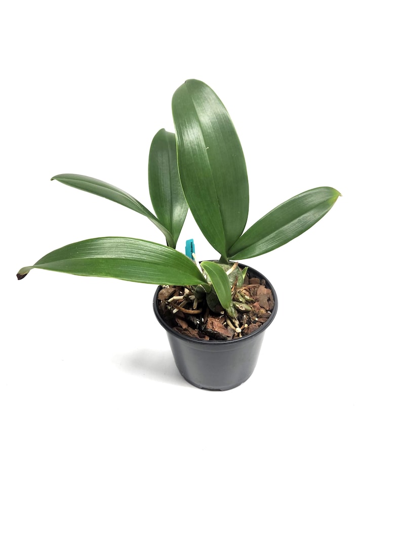Rossioglossum ampliatum (Oncidium Type) Blooming Size, 5 Inch Pots, Uncommon image 2