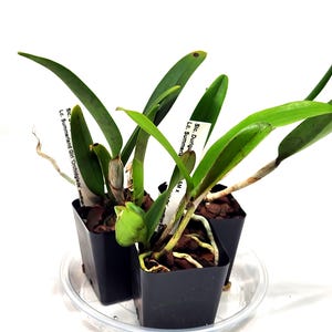 May include: Three small potted orchids with green leaves and developing buds sit on a clear plastic tray. The orchids are in black square pots with white labels. The labels have text that is difficult to read.