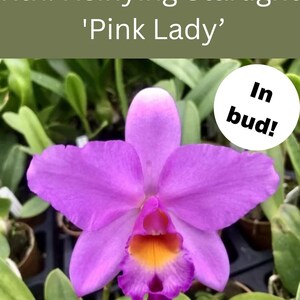 May include: A Rth. Hsinying Starlight 'Pink Lady' orchid flower with vibrant pink petals and a central orange and purple lip. The text 'Rth. Hsinying Starlight 'Pink Lady'' appears at the top, and a white circular badge states 'In bud!'