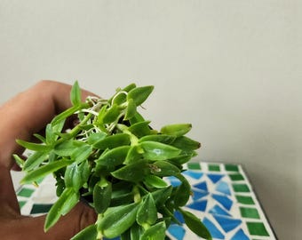 Miniature Epidendrum Porpax Alba Orchid: Tiny Green Terrarium Plant