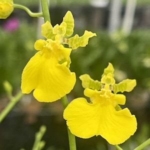Dancing Lady Orchid, Oncidium Gower Ramsey, Yellow flowers, Large established plants-3.5 Inch Pots