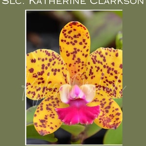 May include: A Cattleya orchid flower with yellow petals and sepals covered in dark red spots. The central labellum is a vibrant magenta pink with a white base. The text SLC. KATHERINE CLARKSON is at the top and PARENT 2 is at the bottom.