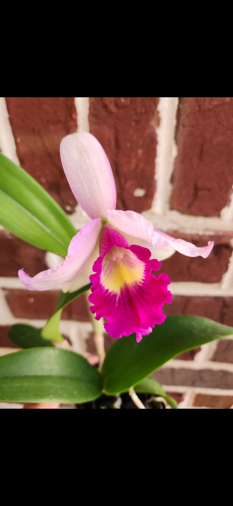 Bench Clearance SALE 50 OFF, Cattleya, Dendrobium, Miltoniopsis, and