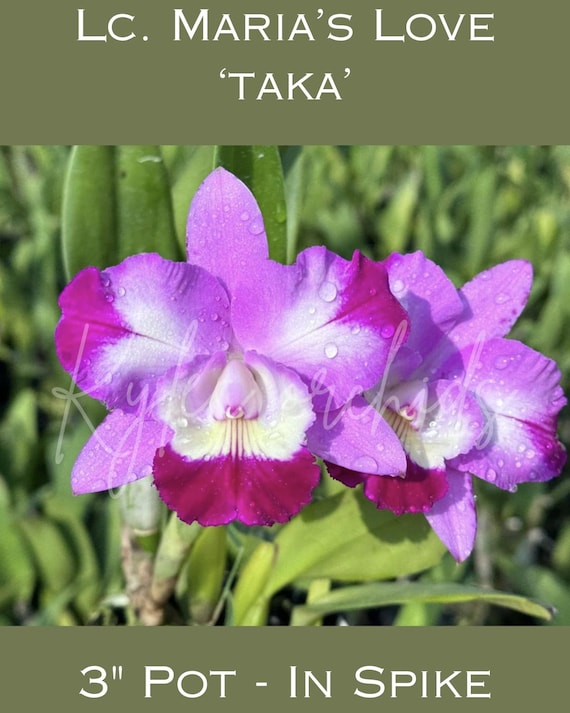 First Spikes! Lc. Maria's Love 'Taka' Orchid 3 Inch Pot, Highly Fragrant, Blooming Size