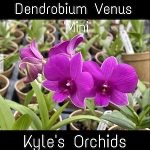 May include: A Dendrobium Venus 'Mini' orchid plant with vibrant purple petals and a darker purple center. The plant features long green leaves and is potted in a small brown container. The text 'Dendrobium Venus 'Mini'' and 'Kyle's Orchids' is visible.