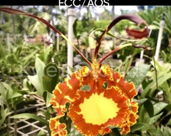 Psychopsis Mendenhall 'Hildos' FCC/AOS - (Oncidium) Blooming Size, 3 Inch Pots, The Butterfly Orchid