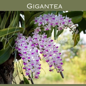May include: A Rhynchostylis gigantea orchid plant featuring cascading clusters of white flowers with purple spots and magenta centers. The text RHYNCOSTYLIS GIGANTEA and 5" POTS - SPECIES is displayed on the image. The plant has long green leaves.