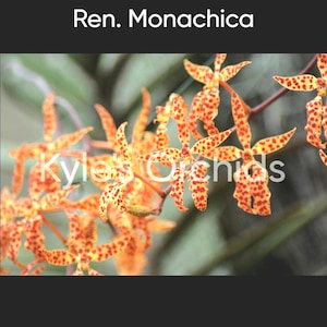 Renantherea Monachica, The Spanish Dancing Girl Orchid, Miniature Vanda in 2&quot; Pot, Flowering Size, Exotic Gifts, Quick Shipping