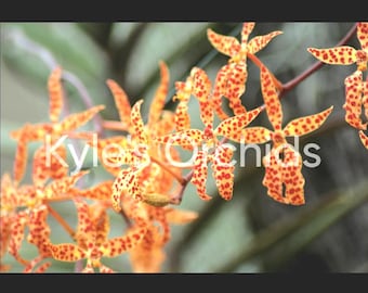 Miniature Spanish Dancing Girl Orchid - Renanthera Monachica - 2&quot; Pot