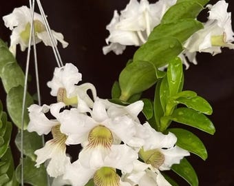 Dendrobium Sanderae-Grown in 3&quot; Wire Basket, Flowering Size, Established Plant Easy/Beginner Friendly, Uncommon-True Species