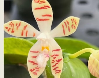 Phalaenopsis Zebrina-True Species (Seed Grown) Potted in 2.5&quot; Pots, Fragrant Orchid, Seedling Size