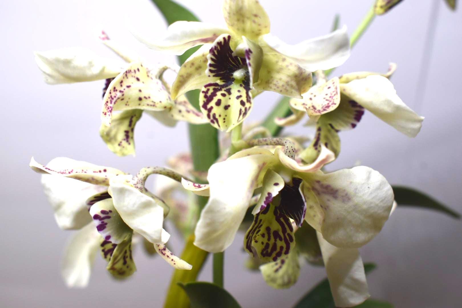 IN SPIKE! Dendrobium Puna Style - Latoria Dendrobium, Flowering