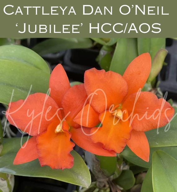 Cattleya Dan O'Neil Jubilee Orchid, HCC Awarded, 3 Inch Pot, Highly Fragrant, Blooming Size