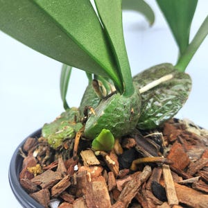Rossioglossum ampliatum (Oncidium Type) Blooming Size, 5 Inch Pots, Uncommon image 6
