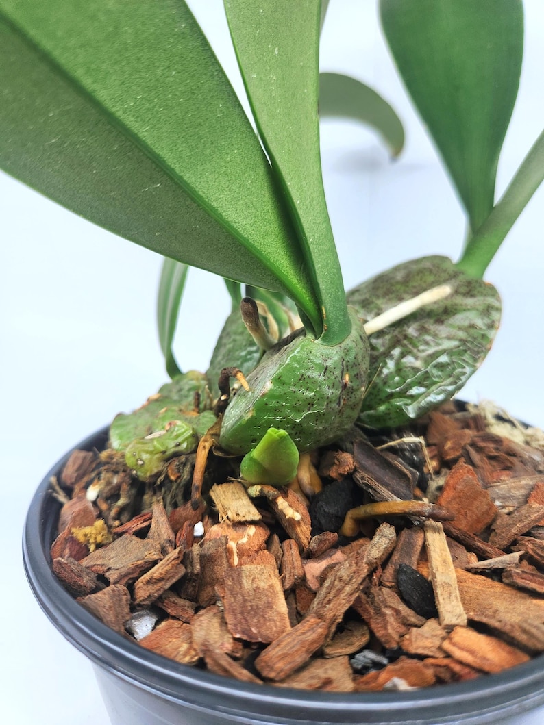 Rossioglossum ampliatum (Oncidium Type) Blooming Size, 5 Inch Pots, Uncommon image 6