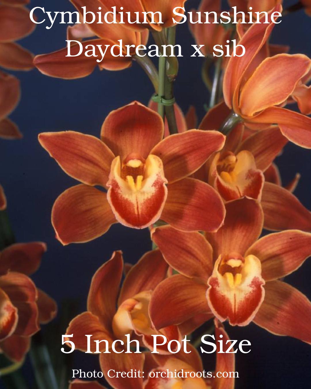 Cymbidium Sunshine Daydream Orchid, Blooming Size – Warm Tolerant