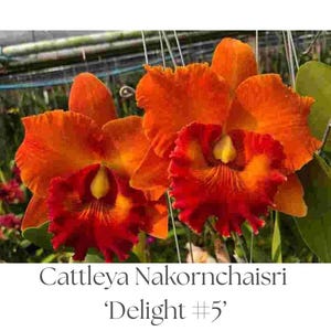 May include: Close-up of Cattleya Nakornchaisri 'Delight #5' orchids. The flowers have vibrant orange petals with a deep red and yellow center. The image showcases the intricate details and textures of the orchid blooms.