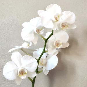 In Spike! Phalaenopsis Sogo Manta 'Mini White' Orchid, Grown in 3" Pot, Long Lasting flowers, The Moth Orchid, Mini Phalaenopsis