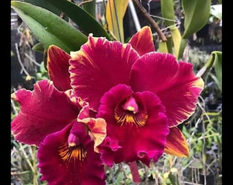 Cattleya Siam Hey Song 'Thunder' Orchid, 3.5 Inch Pots, Fragrant!