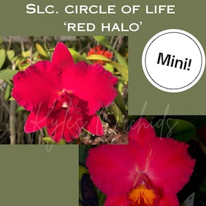May include: A vibrant red orchid flower with a yellow and orange center, labeled Pot. Very Vermillion x Slc. Circle of Life 'Red Halo' and Mini!. The flower features broad, ruffled petals and a distinct central labellum, set against a dark green background.