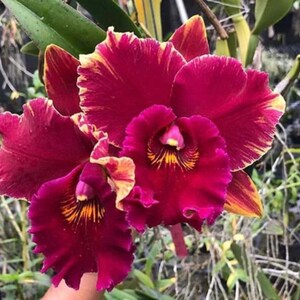 Cattleya Orchid Bundle, Seedlings Variety Pack – 3.5 Inch Pots, Mothers Day Gift Box