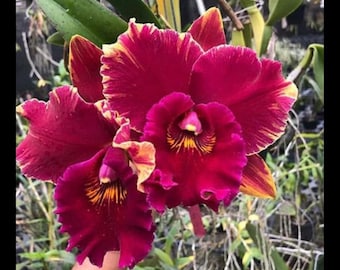 Cattleya Orchid Bundle, Seedlings Variety Pack – 3.5 Inch Pots, Mothers Day Gift Box