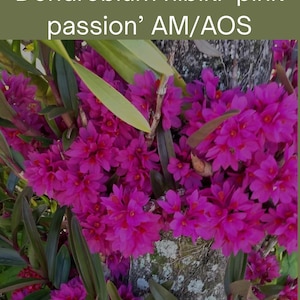May include: Close-up of a Dendrobium hibiki 'pink passion' orchid. The image showcases clusters of vibrant, magenta-colored flowers with green foliage. The text "Dendrobium hibiki 'pink passion' AM/AOS" is displayed at the top.