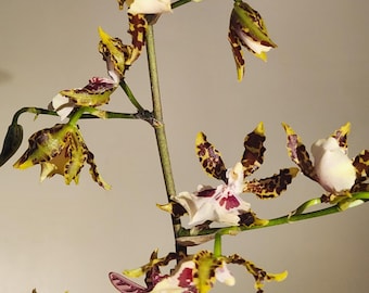 Fragrant Oncidium &#39;Pacific Bingo&#39; Orchid - 4&quot; Pot, Blooming Size