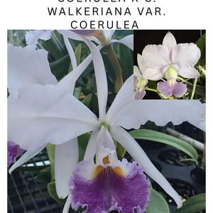 Cattleya 'Sea Breeze' (C. Warneri var coerulea x C. Walkeriana var. Coerulea 'blue moon') Orchid Grown in 2" pot, Seedling Size