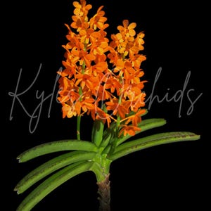 May include: A Vanda Garayi orchid plant featuring vibrant orange flowers on two upright stems, with long, thick, green leaves speckled with dark spots. The text VANDA GARAYI and 3.5" POTS - SPECIES are visible against a solid black background.