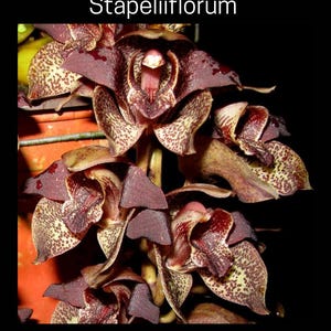 May include: Close-up of Grammatophyllum Stapeliiflorum orchids with dark burgundy petals and speckled patterns. The image includes the text "Grammatophyllum Stapeliiflorum" and "3 Inch Pots". The flowers have a unique shape and texture, set against a black background.