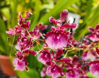 Oncidium Sharry Baby red fantasy, The Chocolate Orchid, 3.5 inch pot, TALL spikes
