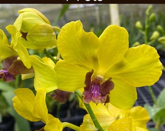 Spiking-Dendrobium Sakda Gold Orchid - Blooming Size 4&quot; Pot